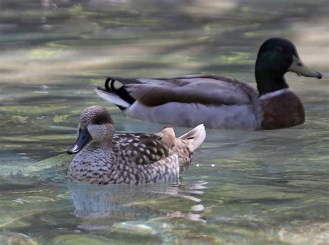 Pictures And Information On Marbled Teal