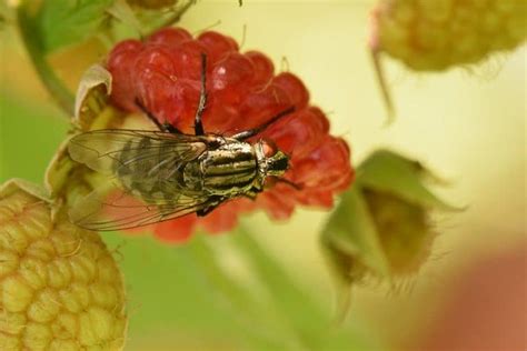 How To Get Rid Of Fruit Flies Archives Gardening Lovy