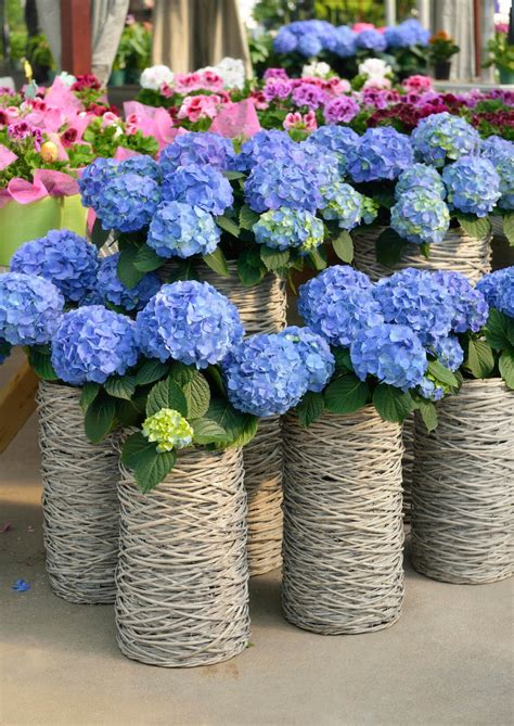 It is really up to you with these plants. 25 Hydrangea Flower Pot and Planter Arrangements (PHOTOS)