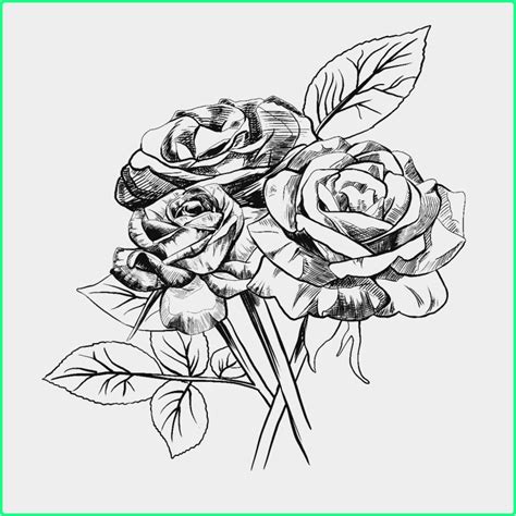 Lukisan Pensil Sketsa Bunga Mawar 39 Gambar Sketsa Bunga Indah Sakura
