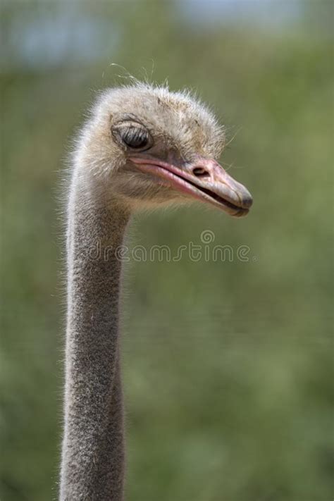 South African Ostrich Close Up Stock Image Image Of Africa Developed