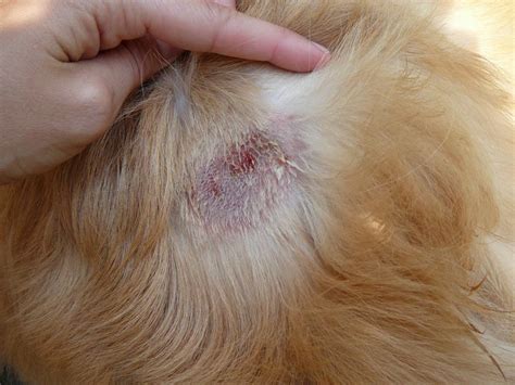 Golden Retriever Skin Problems Scabs