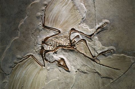 Archaeopteryx May Have Flown In Short Bursts Like Modern Day Pheasants