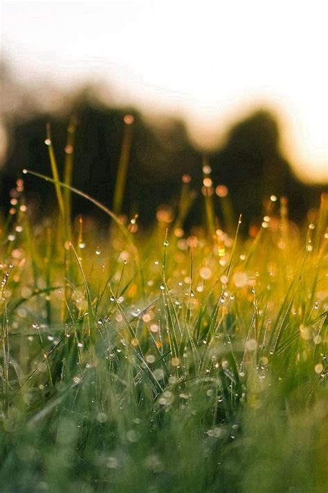 Lawn Green Nature Sunset Light Bokeh Spring Iphone 4s Wallpapers Free