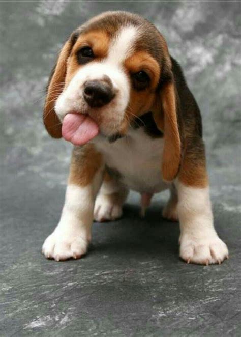 Cute Beagles Cute Puppies Dogs And Puppies Cute Dogs Doggies