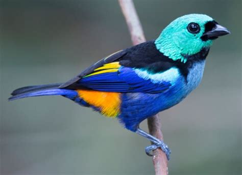 The Seven Colored Tanager Tangara Fastuosa Is A Vulnerable Species