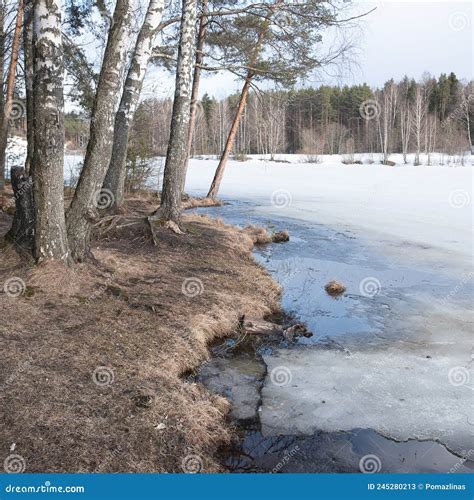 Thaw On The Shore Of A Forest Lake In Early Spring Blue Sky Ice Melts