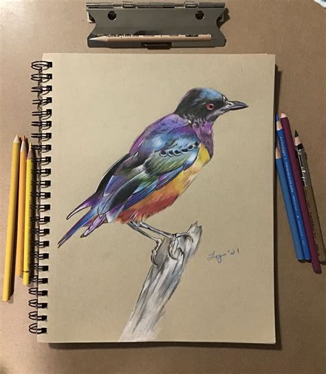 hildebrandt s starling i drew recently prismacolor on strathmore tan share your art the