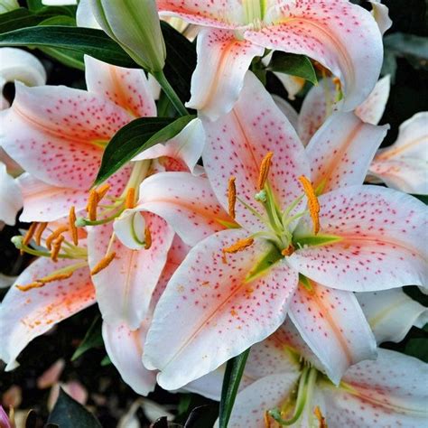 Oriental Lily Salmon Star Inspiration Tattoos Here There Everyw