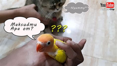 Melatih Lovebird Supaya Bersahabat Dengan Kucing Uji Coba YouTube