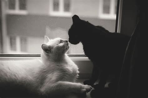 Pretty Cats Beautiful Cats Cute Cats Black And White Love White Cat