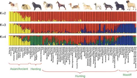 The Canine Genome