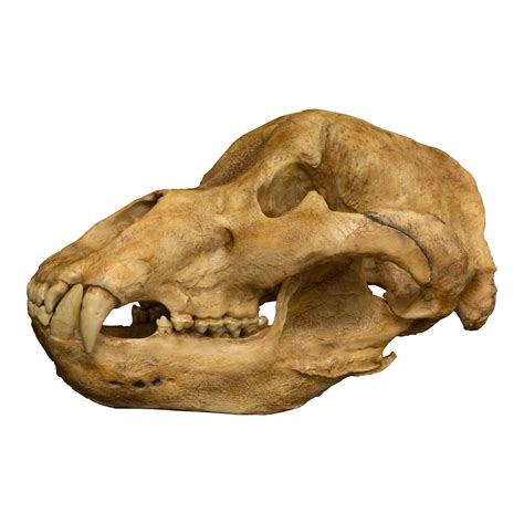 Replica Cave Bear Skull For Sale Skulls Unlimited International Inc