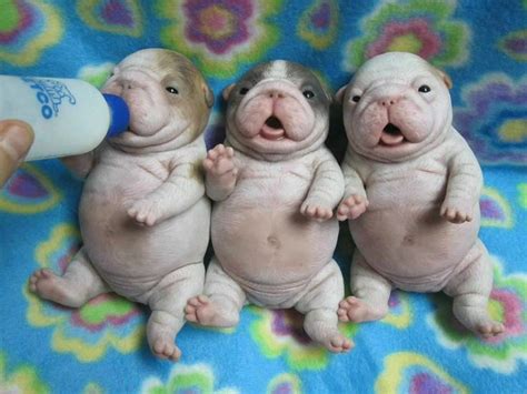 Save 30% on your first autoship order. - Puppies - SO Adorable! - | Things Furry or Hairy | Pinterest | Belly button, Puppys and Photos