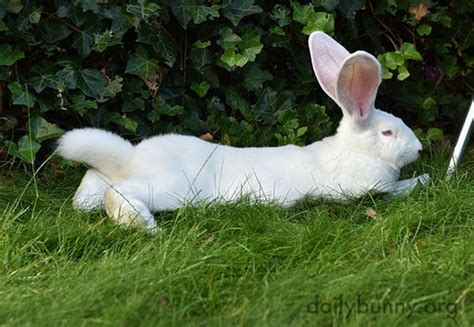 In This Pose Even Bunnys Tail Is Long — The Daily Bunny Daily Bunny