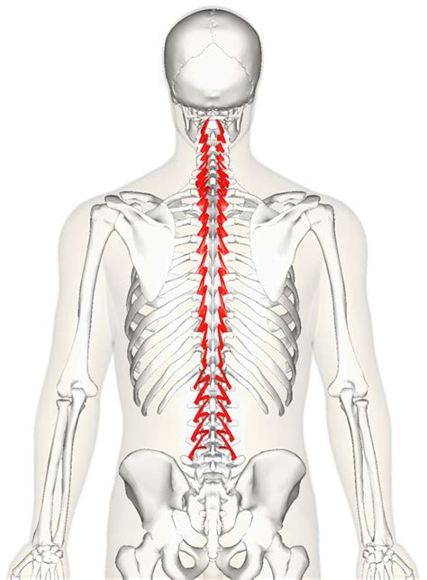 Exercise The Connectors Of The Spine Multifidus And Erector Spinae