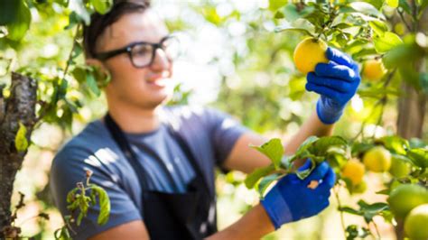 How To Take Care Of Your Citrus Trees