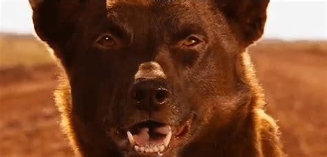 As dog movies go, red dog offers some unique framing: Red Dog (trailer) | FlickFilosopher.com