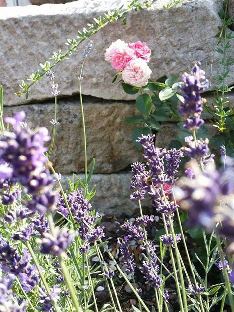 Rose Und Lavendel Country Living Dandelion Flowers Plants Lavender