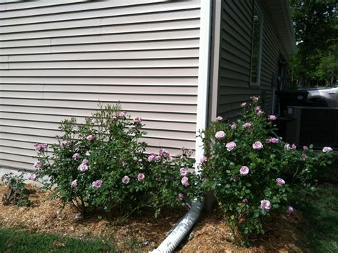 Photo Of The Entire Plant Of Rose Rosa Fragrant Lavender Simplicity