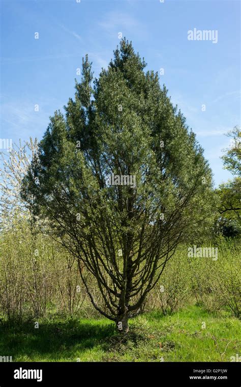 Lacebark Pine Tree Stock Photo Alamy