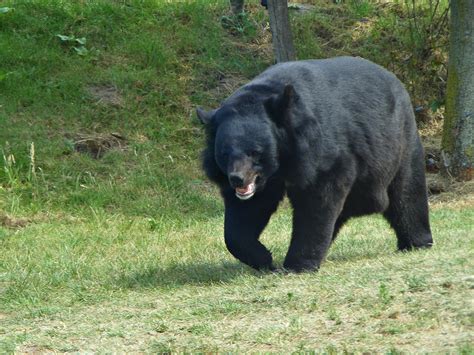Asian Black Bear Alchetron The Free Social Encyclopedia