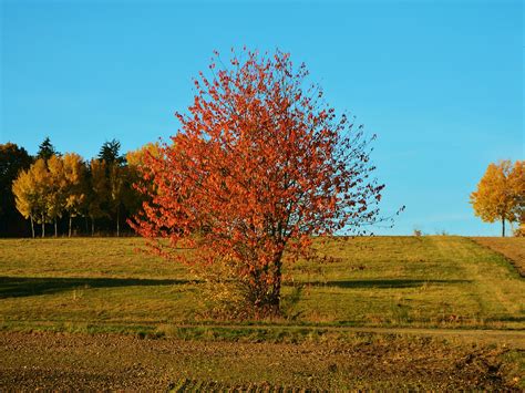 Autumn Tree Fall Landscape Foliage Free Photo On Pixabay Pixabay