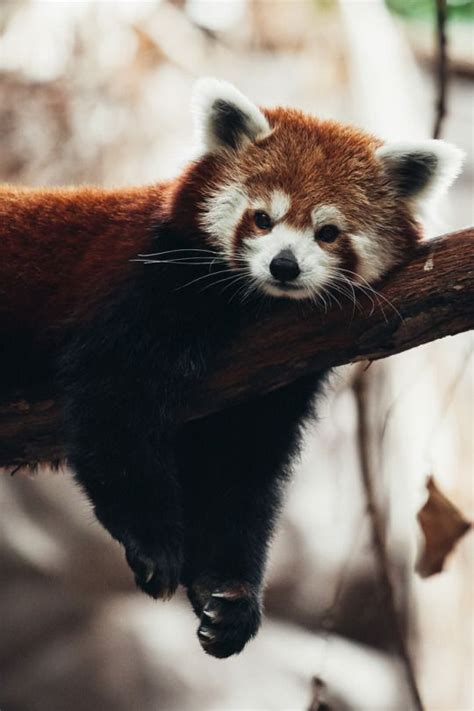 Magicalnaturetour Red Panda Scary Animals Cute Animals