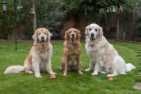 Hundreds Of Golden Retrievers Meet Up To Celebrate The Breeds 155th