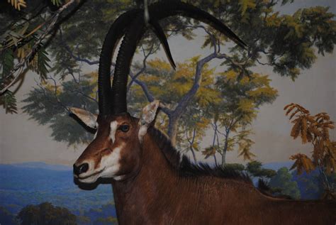 Giant Sable Antelope Zoochat