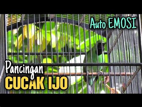 You can download free mp3 as a separate song and download a music collection from any artist, which of course will save you a lot of time. Cucak ijo gacor jamtrok buat pancingan c ijo malas bunyi ...