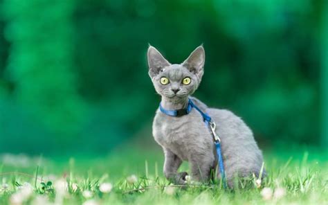 Cats With Big Ears 9 Types That Are Undeniably Adorable Pets Nurturing