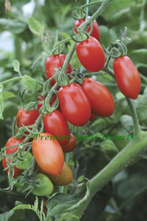 Tomato Cherry Floridity F1 Tomato Premier Seeds Direct Ltd