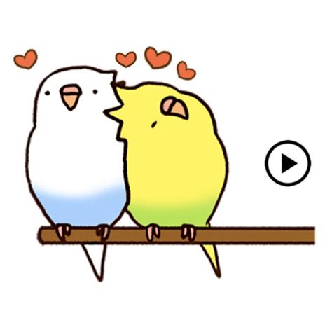 Animated Lovely Budgie Sticker By Hoang Trong