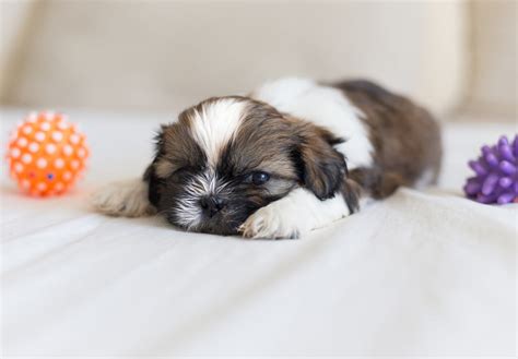 Shih Tzu Puppies For Sale Akc Puppyfinder