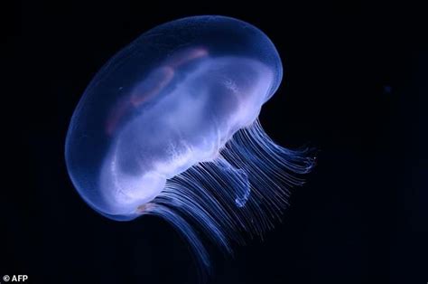 Antidote Found For Venomous Box Jellyfish Daily Mail Online