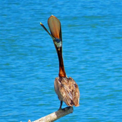 Photos Of Brown Pelican