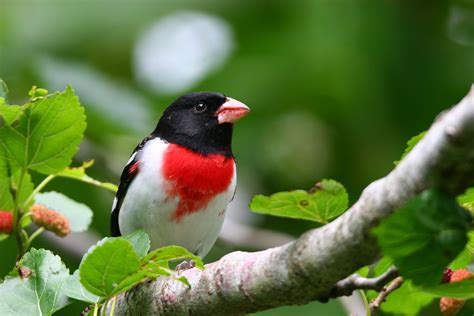 Rose Breasted Grosbeak Song Call Voice Sound