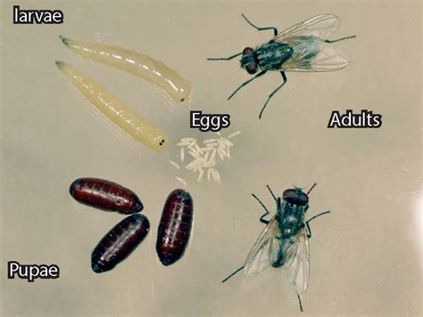 Identifying Fly Eggs How To Spot An Infestation Bon Accord London