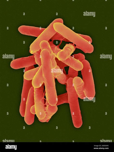 Coloured Scanning Electron Micrograph Sem Of Bacillus Subtilis Gram