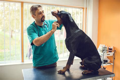 Step By Step The Pet Dental Exam Decoded Oakhurst Veterinary Hospital