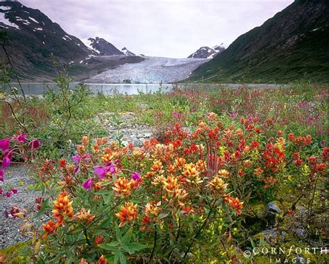 Reid Glacier Wildflowers Glacier Bay National Park Alaska Glacier Bay