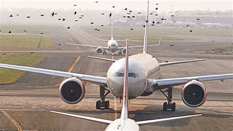 Bird Hits Ahmedabad Mumbai Flight Carrying 116 Passengers