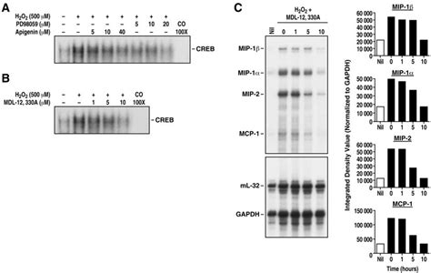 Effect Of Mek Erk Erk And Camp Inhibitors On H O Dependent