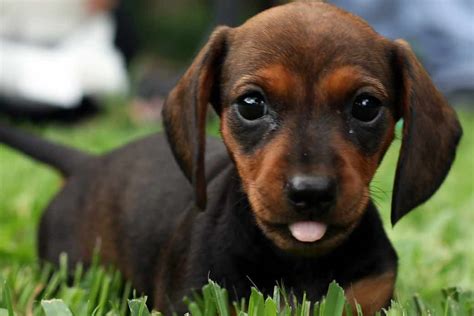 Miniature Dachshund Dog Breeds Facts Advice And Pictures Mypetzilla Uk