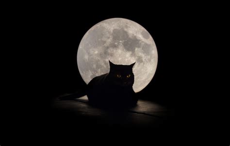 Cat And Moon Wallpapers Top Free Cat And Moon Backgrounds
