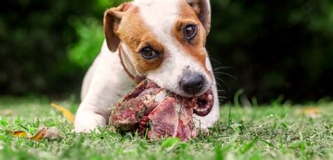 What Dogs Can Eat? Which Foods are Safe for Dogs? | Atbuz
