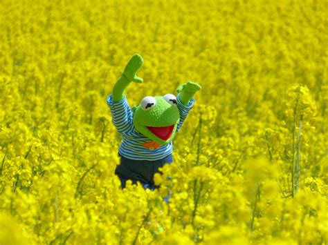 Browse millions of popular cartoon wallpapers and ringtones on zedge and personalize your phone to suit you. Download Kermit The Frog Meme Aesthetic | PNG & GIF BASE