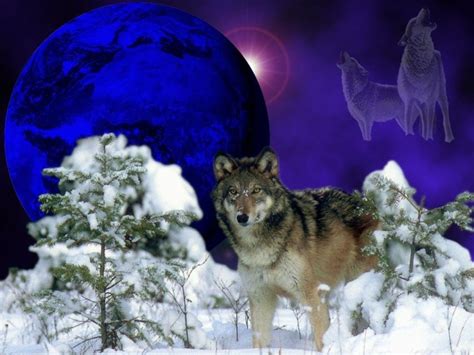 Free Download Wolf In Winter Wallpapers Backgrounds Photos Imagesand