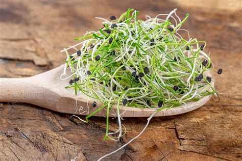 Healthy Eating Concept Fresh Green Onion Sprouts In Wooden Spoon On